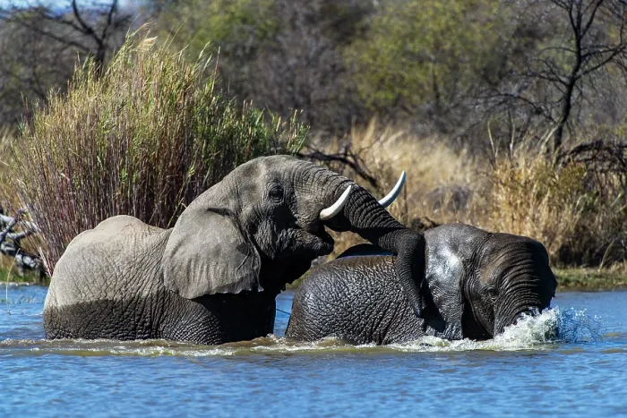 Framed Print : Two African elephants (Loxodonta africana) bathing in Matlabas River, Marataba Park, Marakele National Park, Limpopo Province, South Africa. Endangered Framed Print : Two African elephants (Loxodonta africana) bathing in Matlabas River, Marataba Park, Marakele National Park, Limpopo Province, South Africa. Endangered
