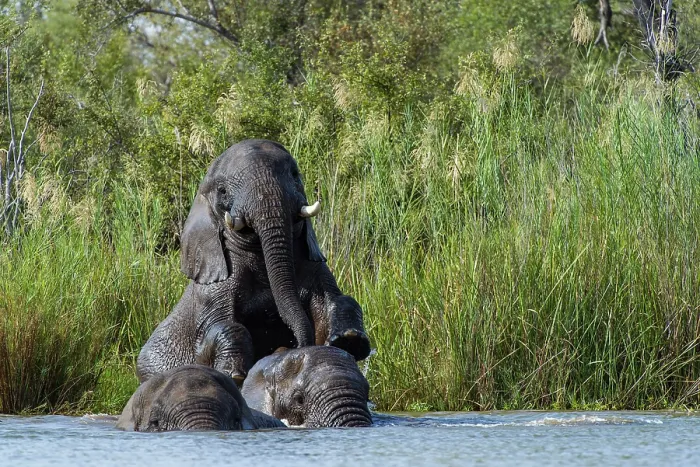 Framed Print : Three African elephants (Loxodonta africana) bathing in river, Marataba Park, Marakele National Park, Limpopo Province, South Africa. Endangered