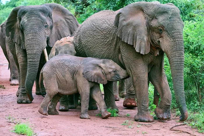 Framed Print : African elephants (Loxodonta africana) family group with calf, Akagera National Park, Rwanda. Endangered Framed Print : African elephants (Loxodonta africana) family group with calf, Akagera National Park, Rwanda. Endangered