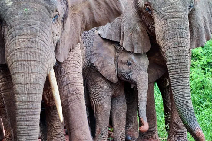 Framed Print : African elephants (Loxodonta africana) family group with calf, Akagera National Park, Rwanda. Endangered Framed Print : African elephants (Loxodonta africana) family group with calf, Akagera National Park, Rwanda. Endangered
