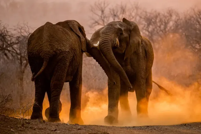 Framed Print : African elephants (Loxodonta africana) fighting with dust kicked up around them, Mkuze Framed Print : African elephants (Loxodonta africana) fighting with dust kicked up around them, Mkuze