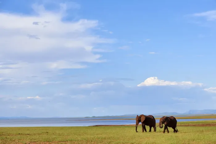 Framed Print : African elephants (Loxodonta africana) grazing on shore of Lake Kariba, Matusadona National Park Framed Print : African elephants (Loxodonta africana) grazing on shore of Lake Kariba, Matusadona National Park