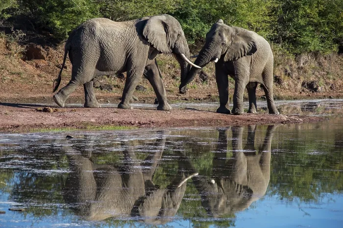 Framed Print : Two African elephants (Loxodonta africana) greeting each other at edge of waterhole, Marataba Park, Marakele National Park, Limpopo Province, South Africa. Endangered Framed Print : Two African elephants (Loxodonta africana) greeting each other at edge of waterhole, Marataba Park, Marakele National Park, Limpopo Province, South Africa. Endangered