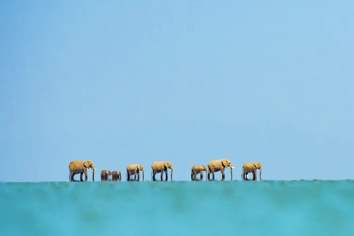 Framed Print : African elephants (Loxodonta africana) herd crossing lake, with heat haze, Amboseli National Park, Kenya. Endangered Framed Print : African elephants (Loxodonta africana) herd crossing lake, with heat haze, Amboseli National Park, Kenya. Endangered
