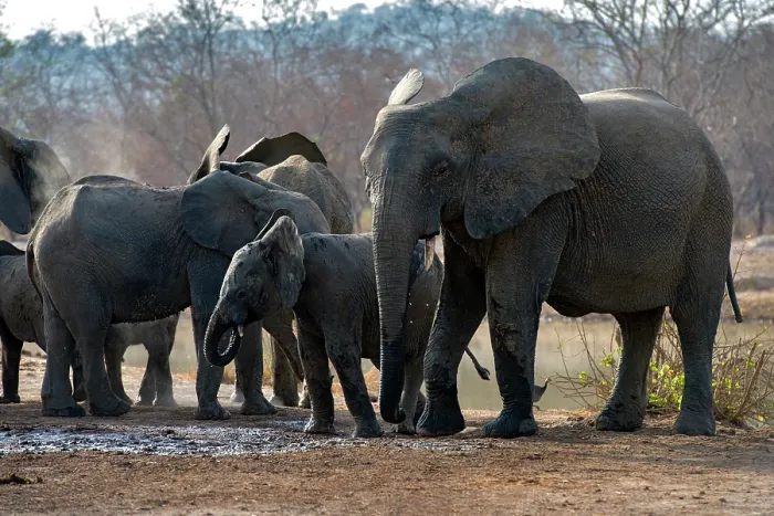 Framed Print : African elephants (Loxodonta africana) herd drinking at waterhole, Pendjari National Park, Benin. Endangered Framed Print : African elephants (Loxodonta africana) herd drinking at waterhole, Pendjari National Park, Benin. Endangered
