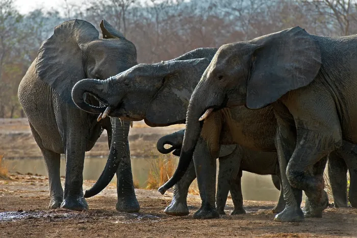 Framed Print : African elephants (Loxodonta africana) herd drinking at waterhole, Pendjari National Park, Benin. Endangered