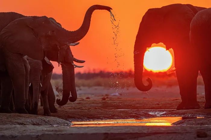 Framed Print : African elephants (Loxodonta africana) herd drinking from waterhole at sunset, Savute Game Reserve. Chobe National Park, Botswana. Endangered Framed Print : African elephants (Loxodonta africana) herd drinking from waterhole at sunset, Savute Game Reserve. Chobe National Park, Botswana. Endangered