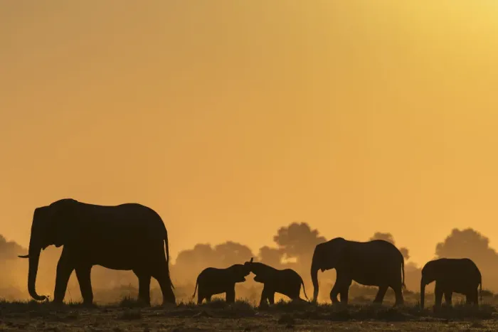 Framed Print : African elephants (Loxodonta africana) herd silhouetted at sunset. Chobe National Park, Botswana Framed Print : African elephants (Loxodonta africana) herd silhouetted at sunset. Chobe National Park, Botswana