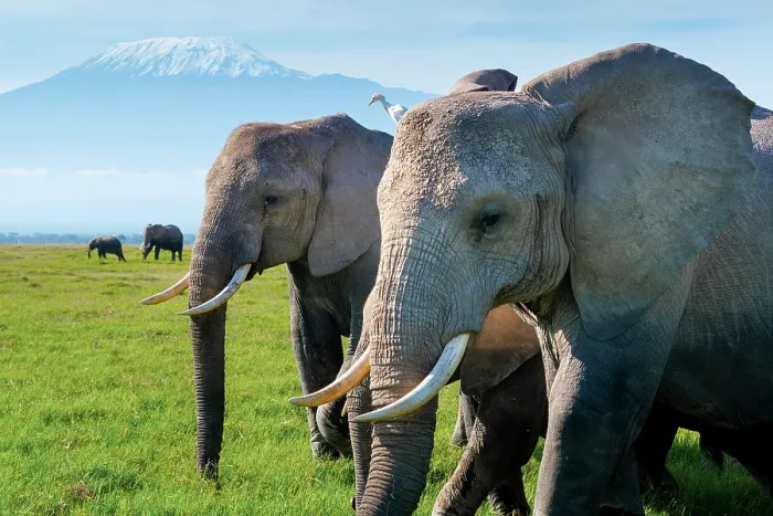 Framed Print : African elephants (Loxodonta africana) herd walking across the savanna in front of Mount Kilimanjaro, Amboseli National Park, Kenya. Endangered