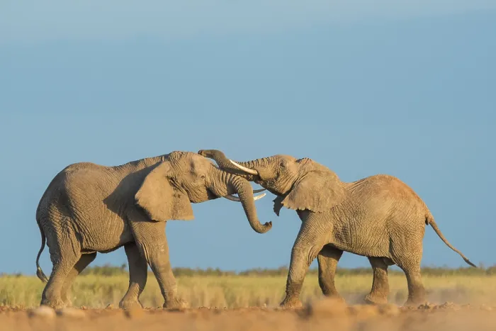 Framed Print : Two African elephants (Loxodonta africana) juvenile bulls, testing their strength against each other, playfighting, Amboseli National Park, Kenya. Endangered