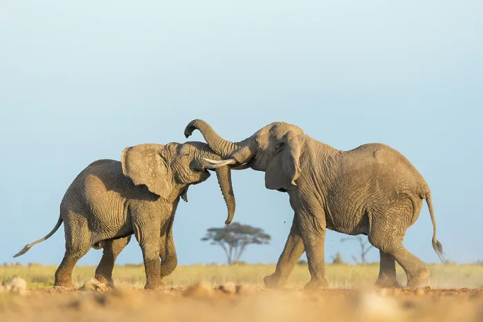 Framed Print : Two African elephants (Loxodonta africana) juvenile bulls, testing their strength against each other, playfighting, Amboseli National Park, Kenya. Endangered Framed Print : Two African elephants (Loxodonta africana) juvenile bulls, testing their strength against each other, playfighting, Amboseli National Park, Kenya. Endangered