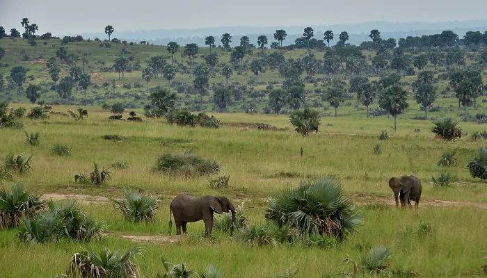Framed Print : Two African elephants (Loxodonta africana) standing in grassland, Uganda. Endangered Framed Print : Two African elephants (Loxodonta africana) standing in grassland, Uganda. Endangered