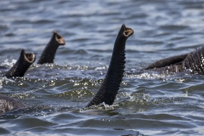 Framed Print : African elephants (Loxodonta africana) swimming across Chobe River, trunks raised