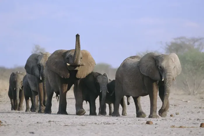 Framed Print : African elephants walking in line {Loxodonta africana} Etosha NP, Namibia Framed Print : African elephants walking in line {Loxodonta africana} Etosha NP, Namibia