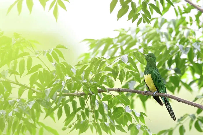 Framed Print : African emerald cuckoo (Chrysococcyx cupreus) male, perched in tree in sunlight, Lower Mpushini Conservancy, KwaZulu Natal, South Africa Framed Print : African emerald cuckoo (Chrysococcyx cupreus) male, perched in tree in sunlight, Lower Mpushini Conservancy, KwaZulu Natal, South Africa