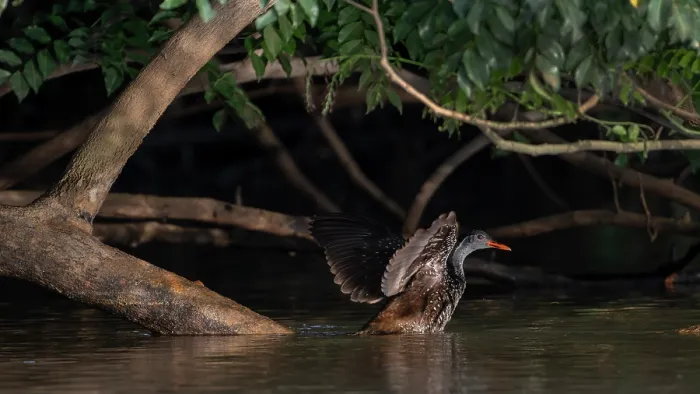 Framed Print : African finfoot (Podica senegalensis) perched on branch in river stretching wings, Gambia river, Jajanburreh, The Gambia Framed Print : African finfoot (Podica senegalensis) perched on branch in river stretching wings, Gambia river, Jajanburreh, The Gambia