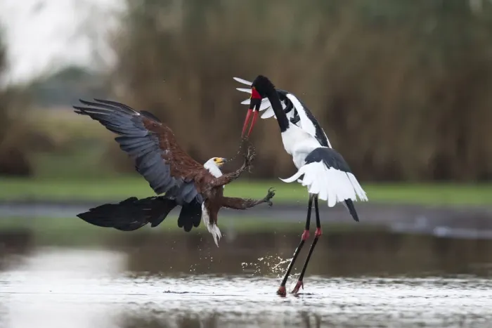 Framed Print : African fish eagle (Haliaeetus vocifer) attacking a female Saddle-billed Stork Framed Print : African fish eagle (Haliaeetus vocifer) attacking a female Saddle-billed Stork