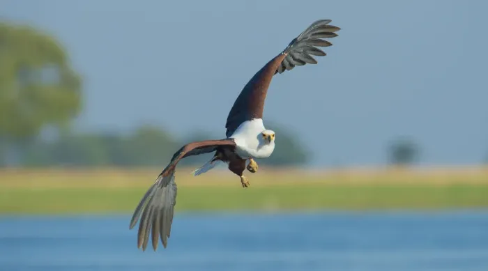Framed Print : African fish eagle (Haliaeetus vocifer) in flight, Chobe National Park, Botswana Framed Print : African fish eagle (Haliaeetus vocifer) in flight, Chobe National Park, Botswana