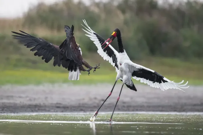 Framed Print : African fish eagle (Haliaeetus vocifer) pressurises a Saddle-billed stork Framed Print : African fish eagle (Haliaeetus vocifer) pressurises a Saddle-billed stork