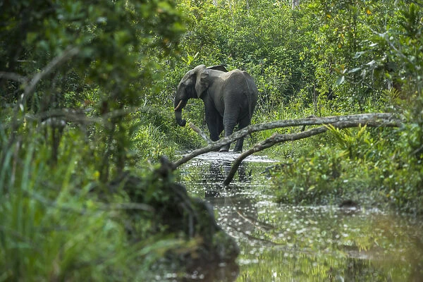 African forest elephant (Loxodonta cyclotis) in water, Lekoli River, Republic of Congo