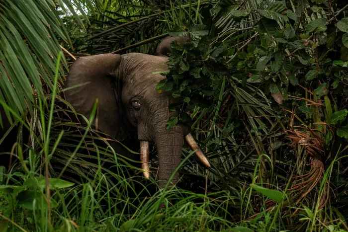 Framed Print : African forest elephant (Loxodonta cyclotis) peering through foliage, portrait, Loango National Park, Gabon. Critically endangered Framed Print : African forest elephant (Loxodonta cyclotis) peering through foliage, portrait, Loango National Park, Gabon. Critically endangered