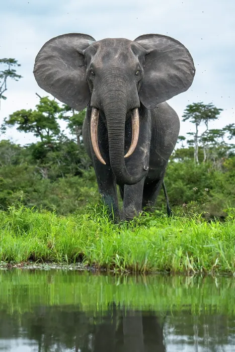 Framed Print : African forest elephant (Loxodonta cyclotis) portrait, Loango National Park, Gabon. Critically endangered Framed Print : African forest elephant (Loxodonta cyclotis) portrait, Loango National Park, Gabon. Critically endangered