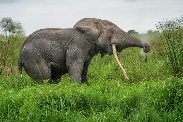 Framed Print : African forest elephant (Loxodonta cyclotis) sneezing, Loango National Park, Gabon. Critically endangered Framed Print : African forest elephant (Loxodonta cyclotis) sneezing, Loango National Park, Gabon. Critically endangered