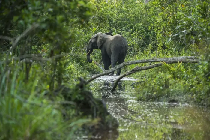 Framed Print : African forest elephant (Loxodonta cyclotis) in water, Lekoli River, Republic of Congo Framed Print : African forest elephant (Loxodonta cyclotis) in water, Lekoli River, Republic of Congo