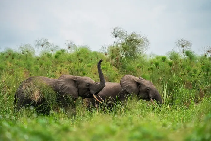 Framed Print : Two African forest elephants (Loxodonta cyclotis) among Paper reeds (Cyperus papyrus), Loango National Park, Gabon. Critically endangered