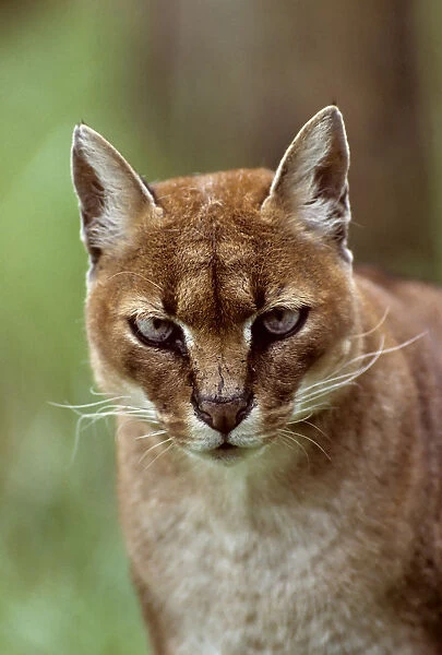 African golden cat (Profelis aurata) female, captive, occurs in West and central Africa