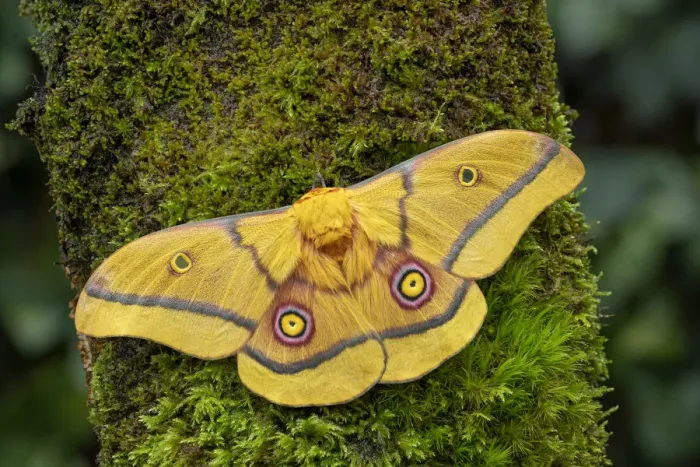 Framed Print : African golden emperor moth (Gonimbrasia krucki), wings open showing eyespots, Kenya Framed Print : African golden emperor moth (Gonimbrasia krucki), wings open showing eyespots, Kenya