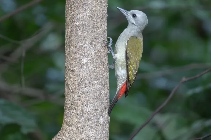 Framed Print : African grey woodpecker (Dendropicos goertae) female, perched on tree trunk, Brufut, The Gambia