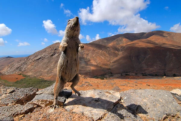 African ground squirrel (Xerus sp. ) looking inquisitive with arid mountain landscape