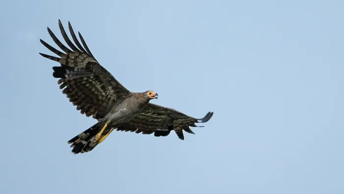 Framed Print : African harrier hawk (Polyboroides typus) in flight, Allahein river, The Gambia
