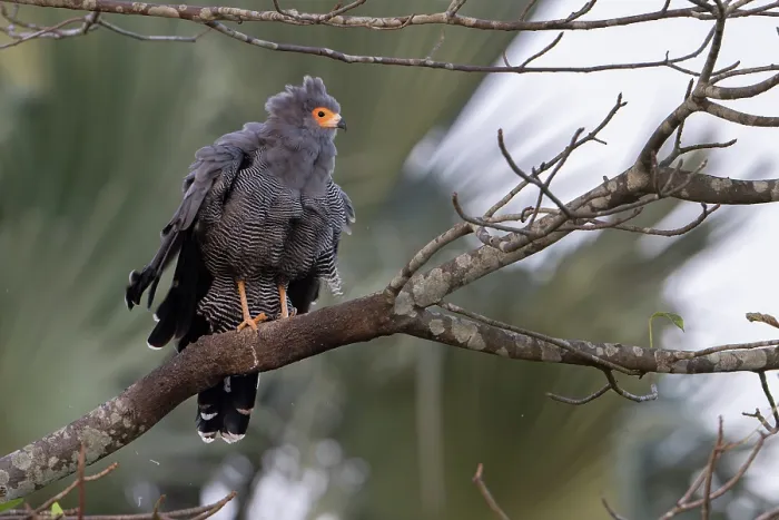 Framed Print : African harrier hawk (Polyboroides typus) perched on branch, Allahein river, The Gambia Framed Print : African harrier hawk (Polyboroides typus) perched on branch, Allahein river, The Gambia