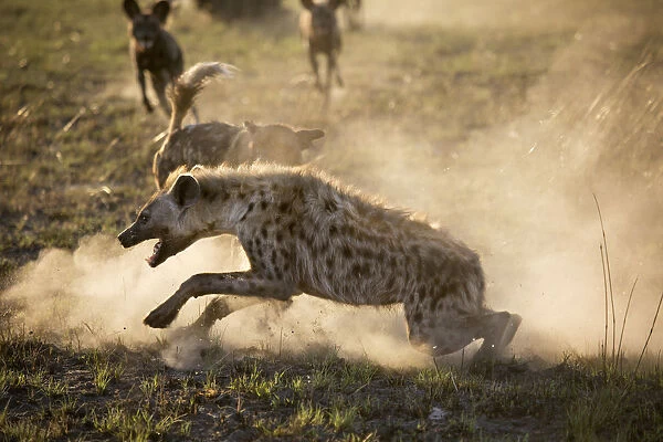 African hunting dogs (Lycaon pictus) pack mobbing a Spotted hyena (Crocuta crocuta)