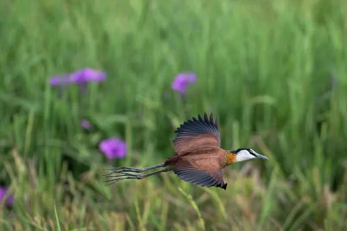Framed Print : African jacana ( Actophilornis africanus) in flight, Jakhaly ricefields, The Gambia Framed Print : African jacana ( Actophilornis africanus) in flight, Jakhaly ricefields, The Gambia