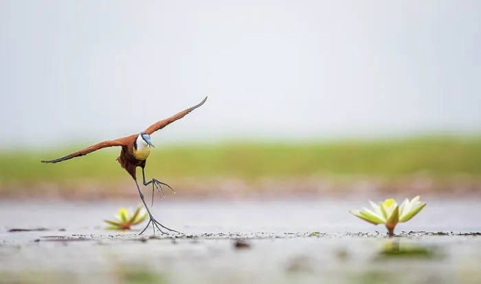 Framed Print : African jacana (Actophilornis africanus) running across pool with lily pads with wings sread, Chobe River, Botswana Framed Print : African jacana (Actophilornis africanus) running across pool with lily pads with wings sread, Chobe River, Botswana