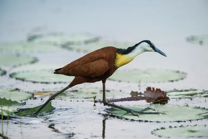 Framed Print : African jacana (Actophilornis africanus) striding over lilypads in pool, Marakele Private Reserve, Waterberg Biosphere Reserve, Limpopo Province, South Africa