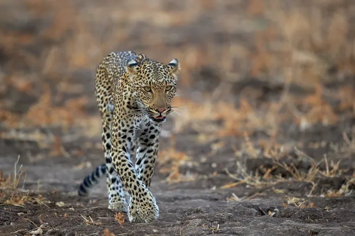 Framed Print : African leopard (Panthera pardus) female juvenile, walking over dry grassland, South Luangwa National Park, Zambia Framed Print : African leopard (Panthera pardus) female juvenile, walking over dry grassland, South Luangwa National Park, Zambia