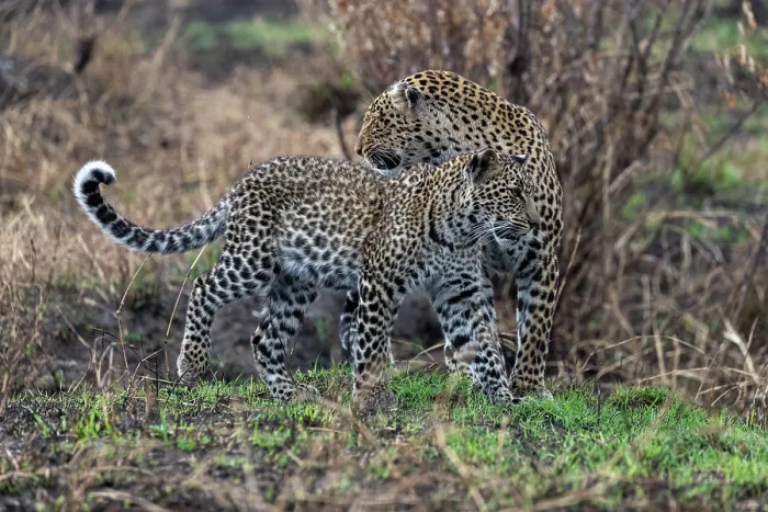 Framed Print : African leopard (Panthera pardus pardus) female with cub, aged one year, portrait, Masai Mara National Reserve, Kenya Framed Print : African leopard (Panthera pardus pardus) female with cub, aged one year, portrait, Masai Mara National Reserve, Kenya