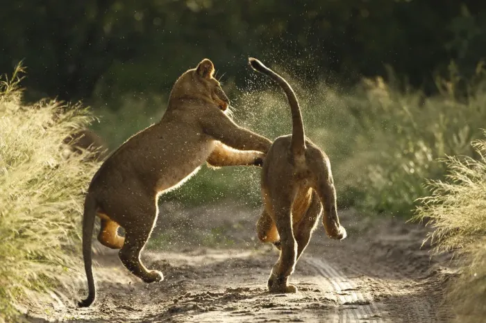 Framed Print : Two African lion cubs (Panthera leo) playing on a road in the Kalahari Desert, Botswana Framed Print : Two African lion cubs (Panthera leo) playing on a road in the Kalahari Desert, Botswana