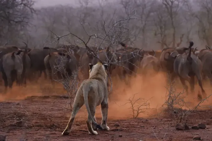 Framed Print : African lion, (Panthera leo) confronted by a herd of African buffalo / Cape buffalo Framed Print : African lion, (Panthera leo) confronted by a herd of African buffalo / Cape buffalo