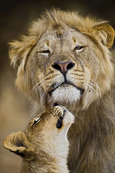 African Lion (Panthera leo) cub reaches for a moment of intimacy with its father