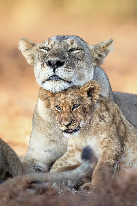Framed Print : African lion (Panthera leo) female and cub resting, portrait, South Luangwa National Park, Zambia Framed Print : African lion (Panthera leo) female and cub resting, portrait, South Luangwa National Park, Zambia