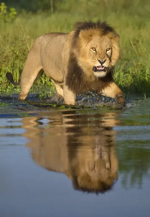 Framed Print : African lion (Panthera leo) growling at potential danger in the water (Panthera leo) Okavango Delta Framed Print : African lion (Panthera leo) growling at potential danger in the water (Panthera leo) Okavango Delta