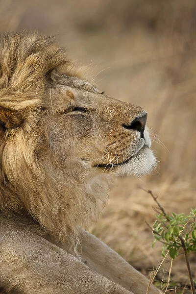 African Lion (Panthera leo) head portrait of male, in the grasses of Lower Mara in