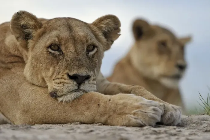 Framed Print : African lion (Panthera leo) lioness resting, portrait, Okavango Delta, Botswana, January