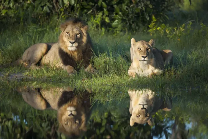 Framed Print : African lion (Panthera leo) male female pair reflected in water, Okavango Delta, Botswana Framed Print : African lion (Panthera leo) male female pair reflected in water, Okavango Delta, Botswana