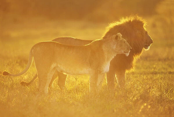African lion (Panthera leo) male and female at sunrise, Masai Mara National Reserve
